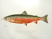 SUNAPEE RAINBOW RED TROUT