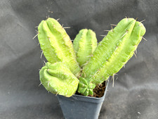 Echinocereus viereckii cactus - echinocereus,