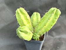 ECHINOCEREUS VIERECKII CACTUS PIANTE GRASSE  7080