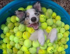 100 palle palline da tennis