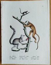 Scimmie Maki Lemur #