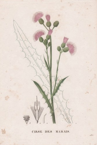 Cirse marais cardo - cirse, fiore