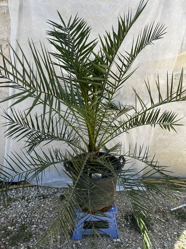 Phoenix reclinata palma del - phoenix,