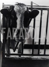 Foto Vintage Agricoltura