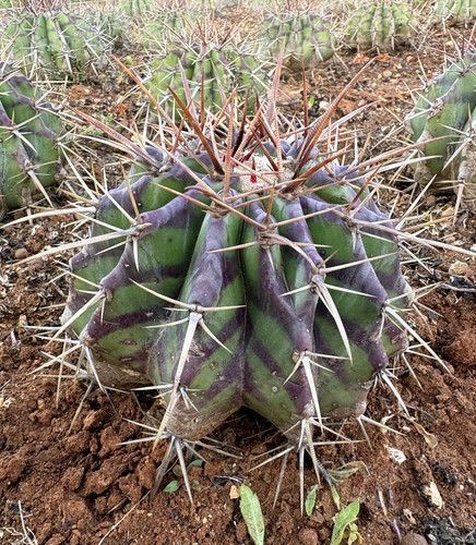 Echinocactus ingens pianta - -,