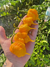 10 semi di peperoncino