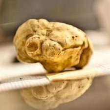 Precious fresh white truffle