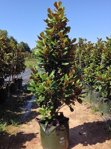 Magnolia grandiflora