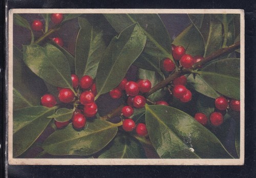 Cartolina lauro regio - lauro, prunus