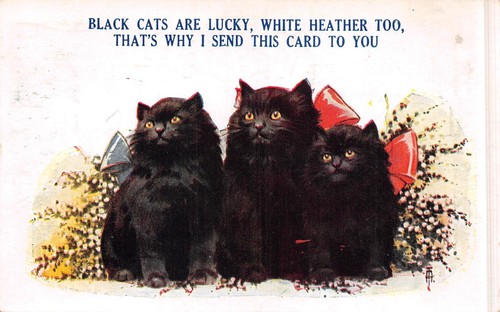Postcard comic black cats - postcard,