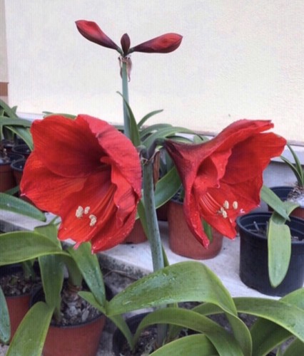 Hippeastrum amaryllis rosso - hippeastrum,,