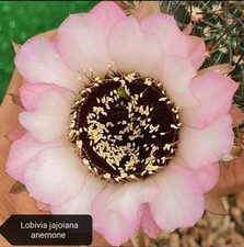 Lobivia jajoiana "ANEMONE" POT