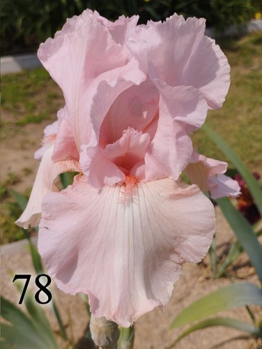 Rizoma iris germanica - rizoma,