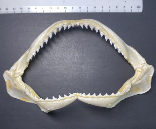 Shark jaw requiem spot tail - shark,