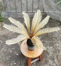 Thunb da giardino Cycas