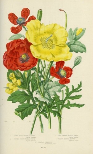 Stampa botanica antica 1899 - botanica,