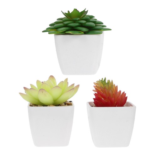 Pcs bonsai di succulente - bonsai,