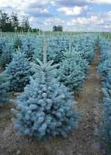 Abete blu Natale pino argentato Picea pungens Super Blue Seedling pianta in vaso