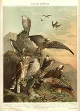 Stampa Antica 1898 = RAPACI