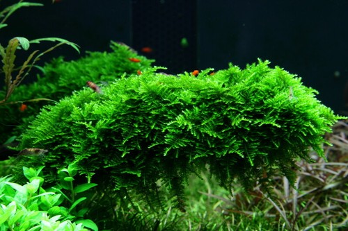 Piante per acquario - piante, in