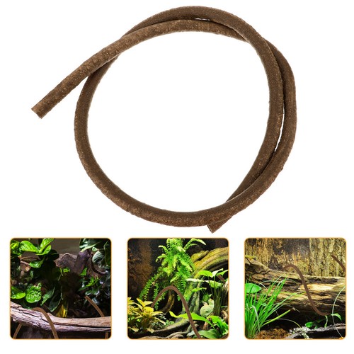 Piante terrario rettili vite - piante,