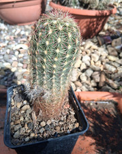 N pezzo unico da collezione