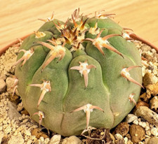 Gymnocalycium spegazzinii v