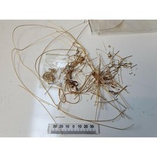 Accessori vari dorati fili - dorati,