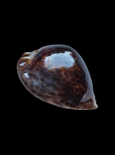 Shell conchiglia cypraea trona - shell,