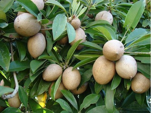 Semi manilkara zapota - zapota, +