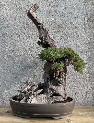 Bonsai ginepro - bonsai,
