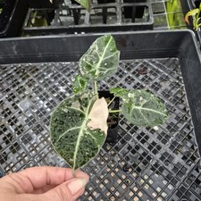 Alocasia Black Velvet Pink