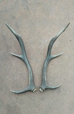 Palco Corno Di Cervo