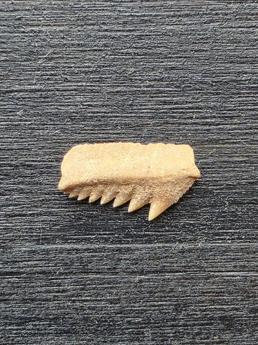 Dente hexancus microdon - dente,