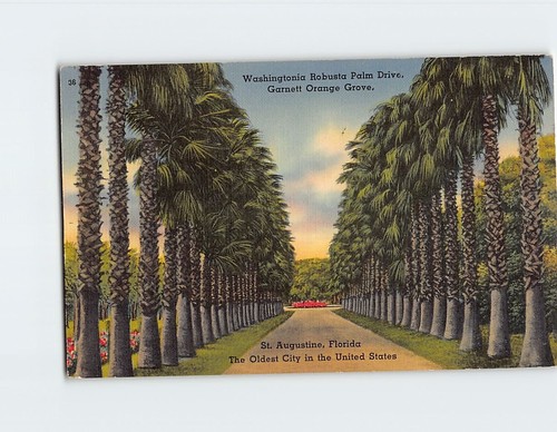 Cartolina washingtonia robusta - cartolina,