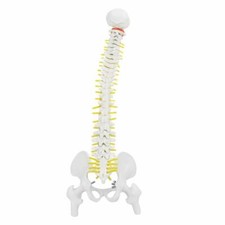 Colonna vertebrale flessibile - colonna,