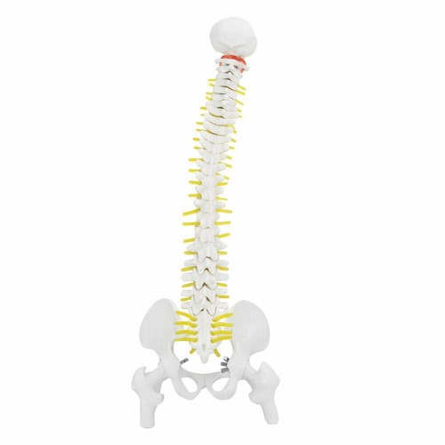 Colonna vertebrale flessibile - colonna,