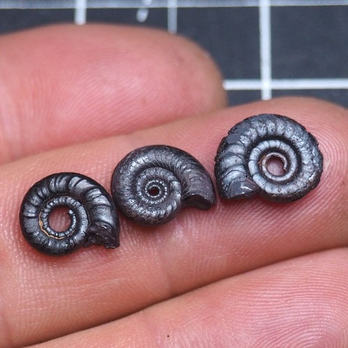 Goniatite ematite fossile
