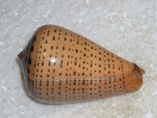 CONUS ZULU AMAZING COLOUR