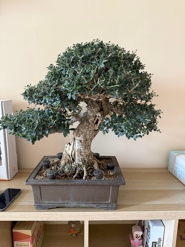 Bonsai olivastro maiorchino - bonsai,