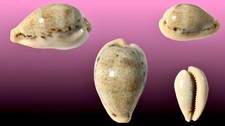 Cypraea hungerfordi, Pescadores Isl., 38,8 mm, GERONTIC, RARE LOCALITY