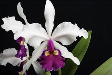 Cattleya warscewiczii f