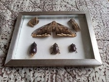 Mini Collezione Insetti Tre Farfalle Tre Scarabei