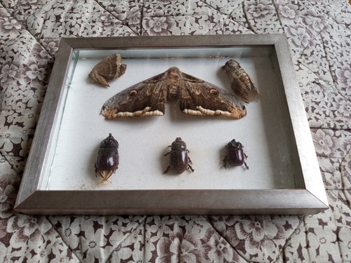 Mini collezione insetti tre - collezione,