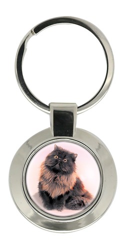 gatto persiano nero