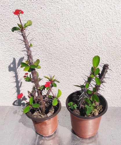 Vaso euphorbia milii - euphorbia,