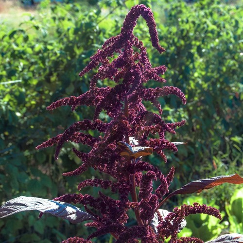 Amaranto greco viola - 50, +