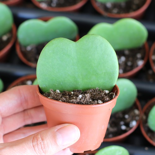 Pianta hoya kerrii fiore di - kerrii,