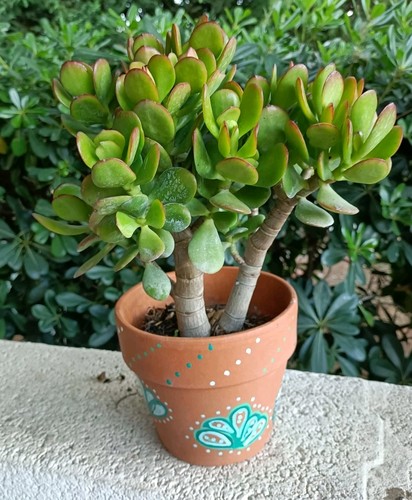 Pianta albero giada - di, di
