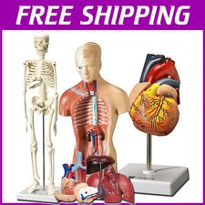 Modelli 3D Durevoli Cuore